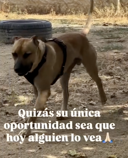 Protectoravilassar